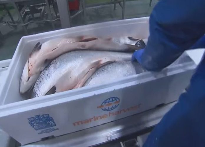 Pesca
